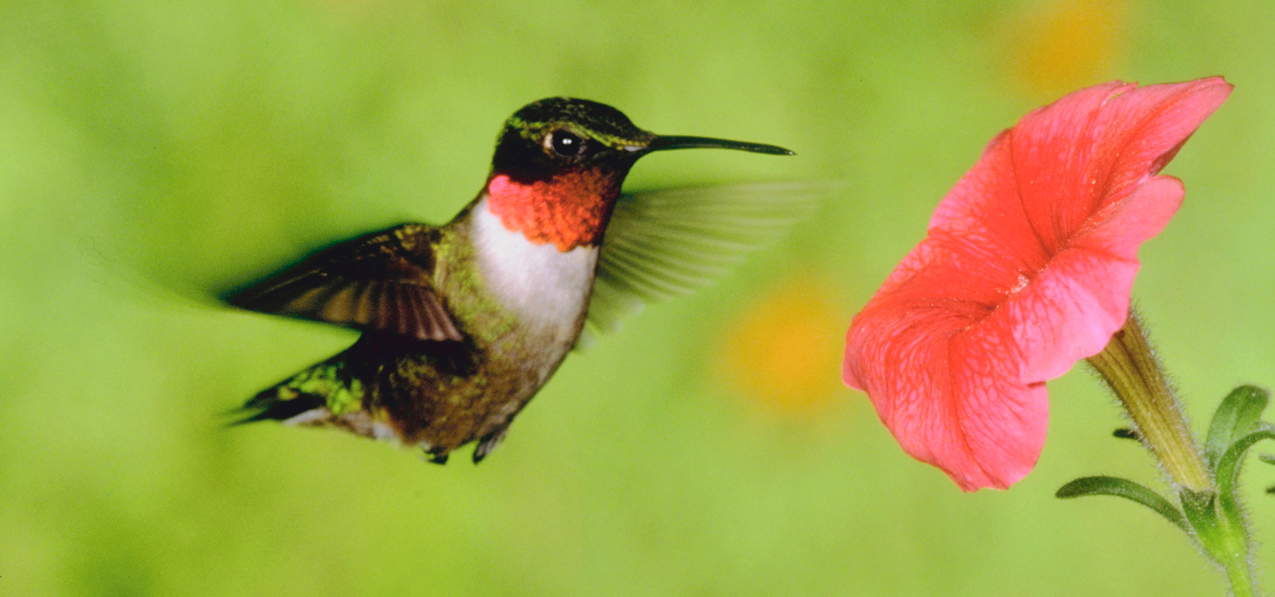 Humming Bird 1